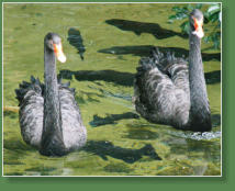 Loro Parque, Teneriffa