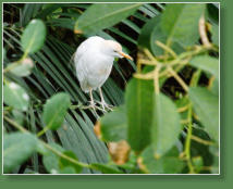 Loro Parque, Teneriffa