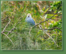 Loro Parque, Teneriffa