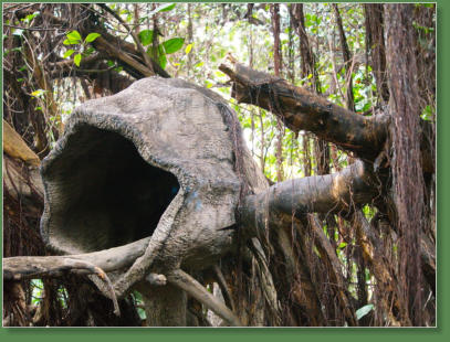 Loro Parque, Teneriffa