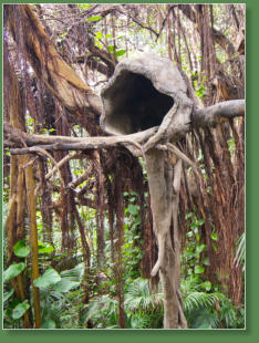 Loro Parque, Teneriffa