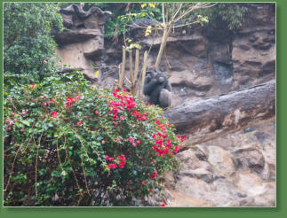 Loro Parque, Teneriffa