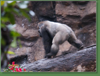 Loro Parque, Teneriffa