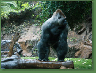 Loro Parque, Teneriffa