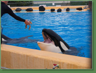 Loro Parque, Teneriffa