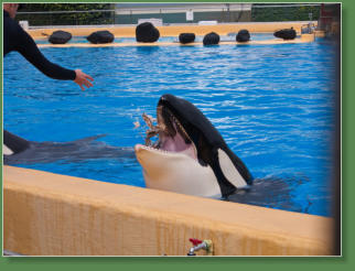 Loro Parque, Teneriffa