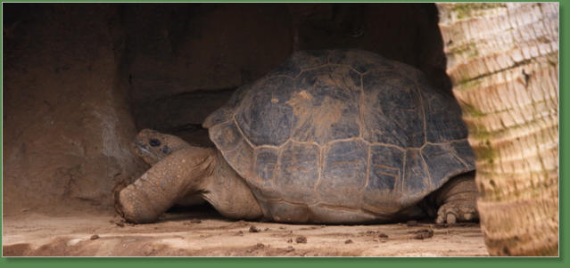 Loro Parque, Teneriffa