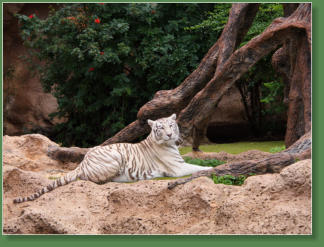 Loro Parque, Teneriffa