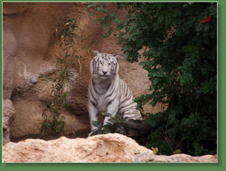 Loro Parque, Teneriffa