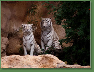 Loro Parque, Teneriffa