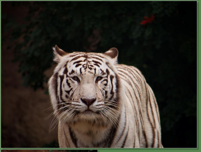 Loro Parque, Teneriffa