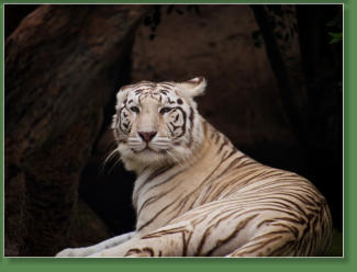 Loro Parque, Teneriffa