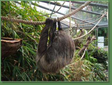 Loro Parque, Teneriffa
