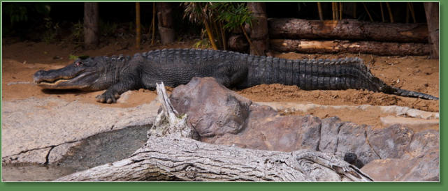 Loro Parque, Teneriffa