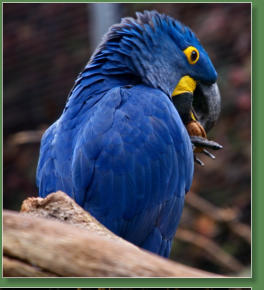 Loro Parque, Teneriffa