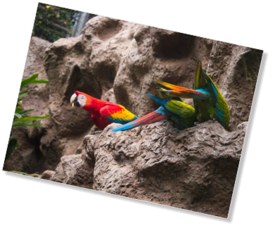 Loro Parque, Teneriffa