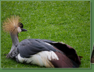 Loro Parque, Teneriffa