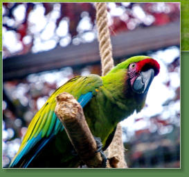 Loro Parque, Teneriffa