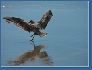 Indian Beach, Ecola SP, OR
