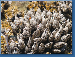 Hug Point State Park, OR