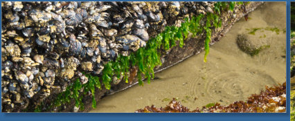 Wasserfall im Oswald West SP