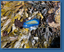 Tiedepools am Yaquina Head Lighthouse, OR