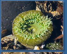 Tiedepools am Yaquina Head Lighthouse, OR