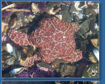 Tiedepools am Yaquina Head Lighthouse, OR