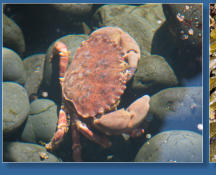 Tiedepools am Yaquina Head Lighthouse, OR
