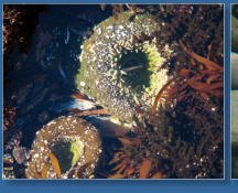 Tiedepools am Yaquina Head Lighthouse, OR