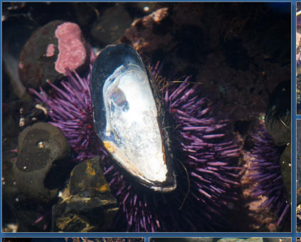 Tiedepools am Yaquina Head Lighthouse, OR