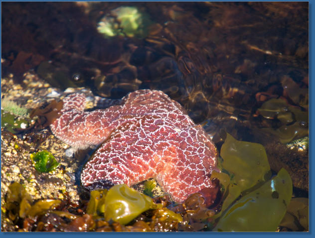 Tiedepools am Yaquina Head Lighthouse, OR