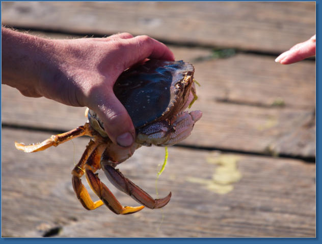 Hafen von Newport, OR