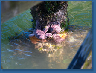 Hafen von Newport, OR