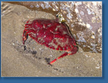 South Jetty, Newport, OR