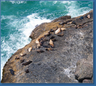 Northern Sea Lion, Oregon Coast