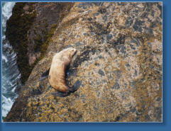 Northern Sea Lion, Oregon Coast