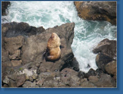 Northern Sea Lion, Oregon Coast