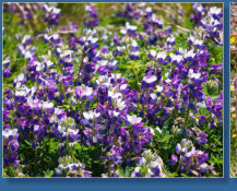 Blütenmeer rund um das Cape Blanco Lighthouse, OR