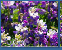 Blütenmeer rund um das Cape Blanco Lighthouse, OR