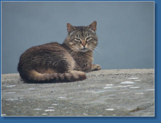 Fischereihafen von Crescent City, CA