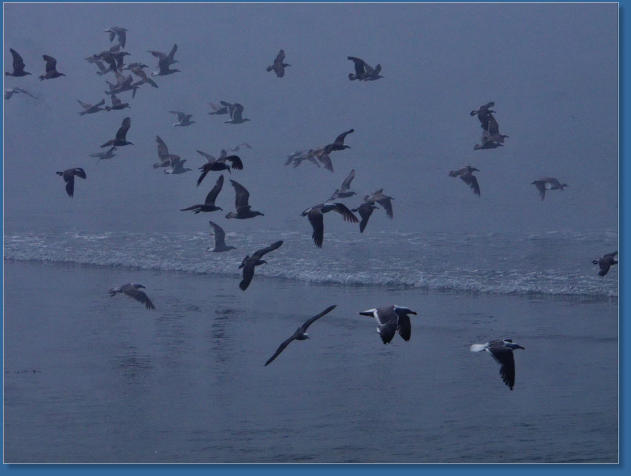 Fischereihafen von Crescent City, CA