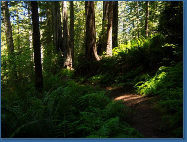 Redwood NP - Ah Pah Interpretive Trail, CA