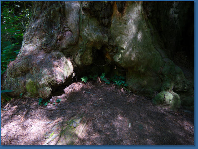 Redwood NP - Ah Pah Interpretive Trail, CA
