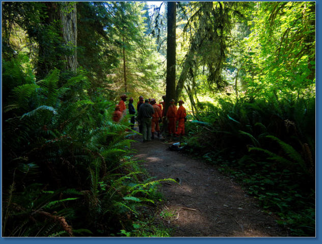 Redwood NP - Prairie Creek Trail,, CA