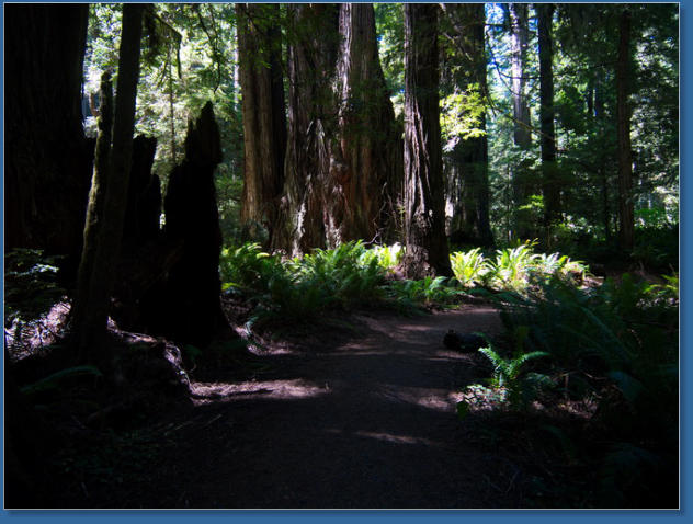 Redwood NP