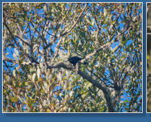 Humboldt Bay National Wildlife Refuge, CA