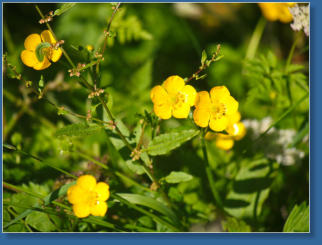 Humboldt Bay National Wildlife Refuge, CA