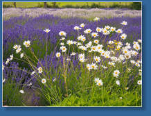 Purple Haze Lavender Farm, Sequim, WA