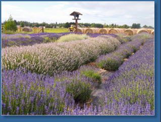 Lavendelfarm, Sequim, WA